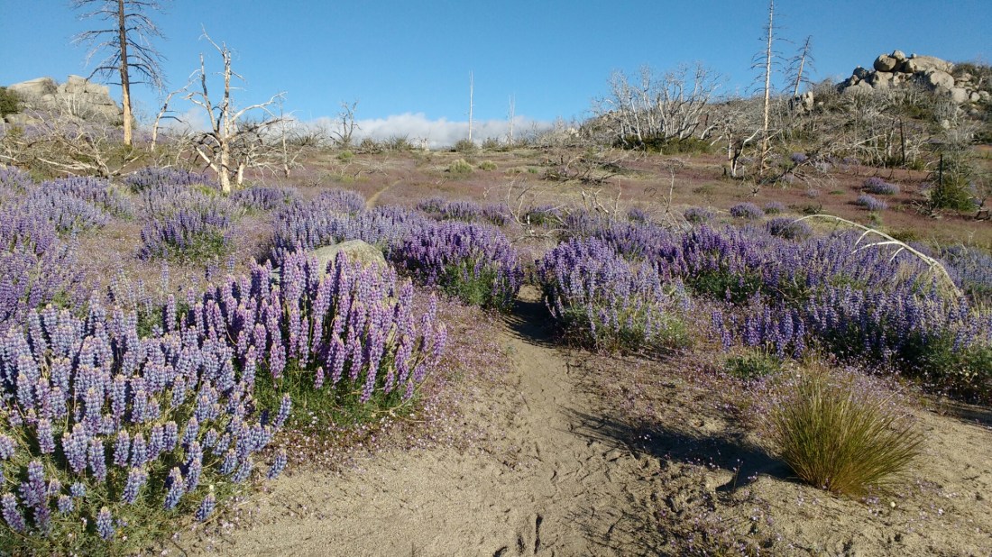 wp-1464402851060 image