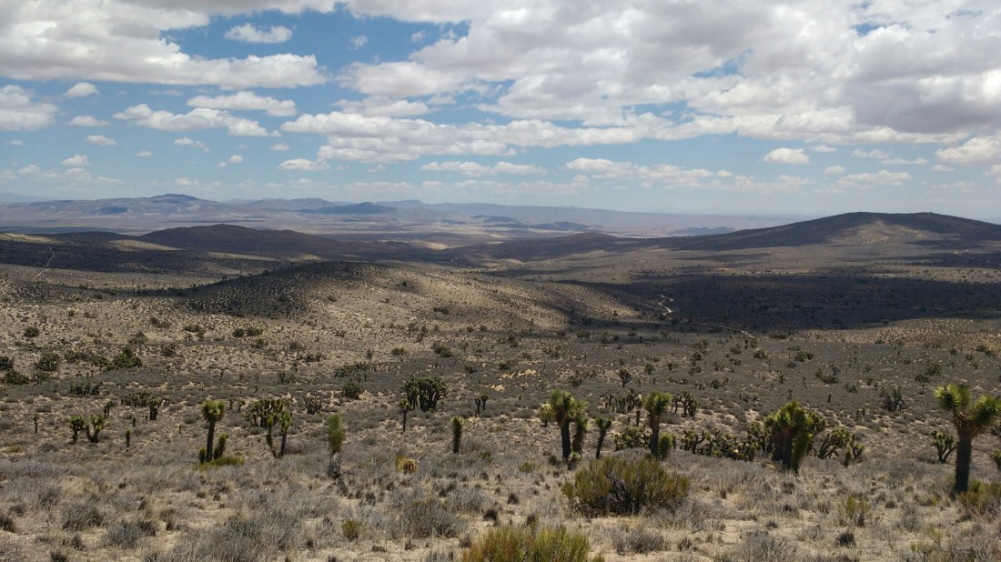 wp-1464403192303 image