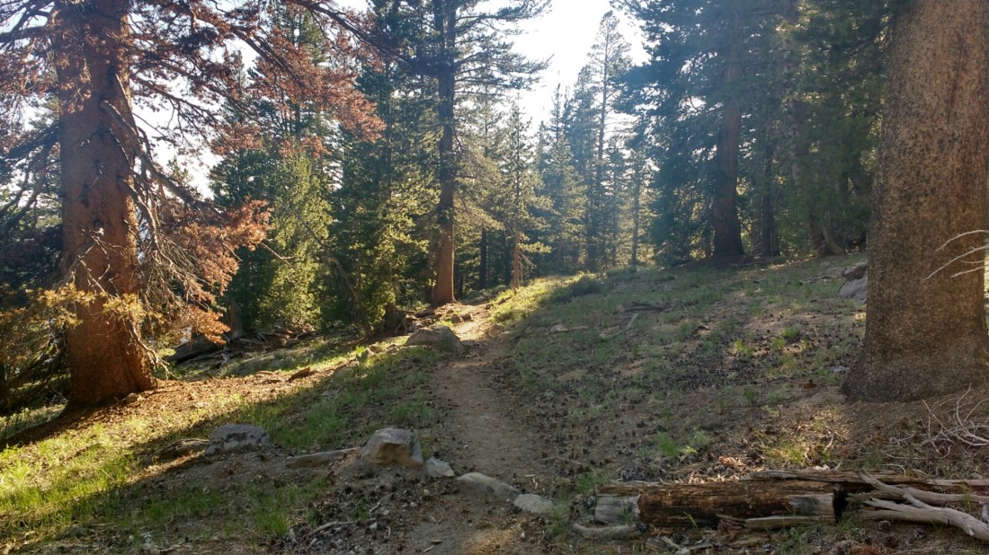 wp-1466523039980 image