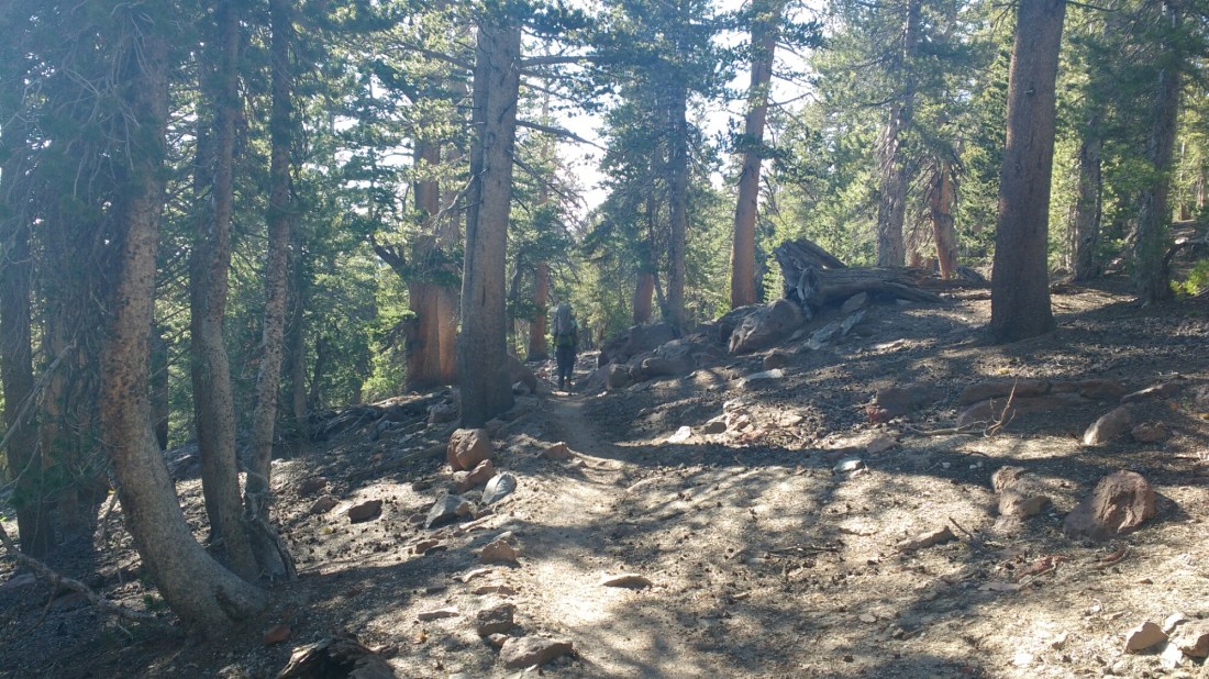 wp-1466569740639 image