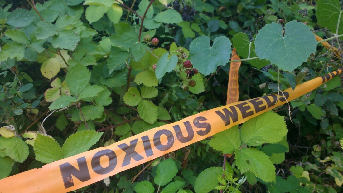 wp-1468213977764 image